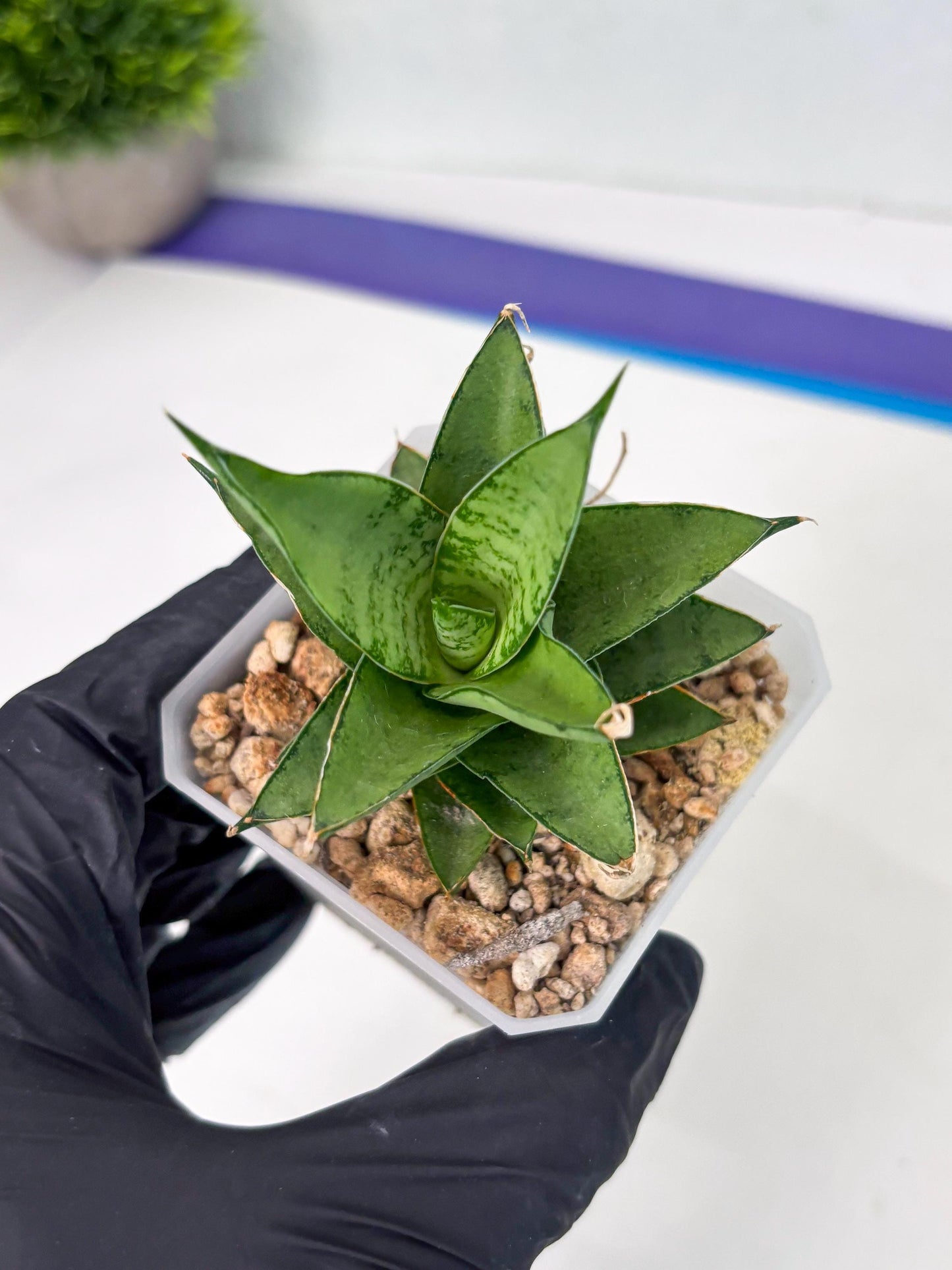 Sansevieria Silver Queen (ba4) (9) | Darf hybrid