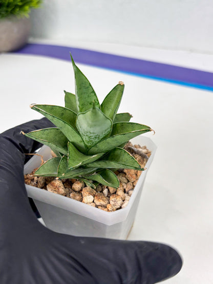 Sansevieria Silver Queen (ba4) (9) | Darf hybrid