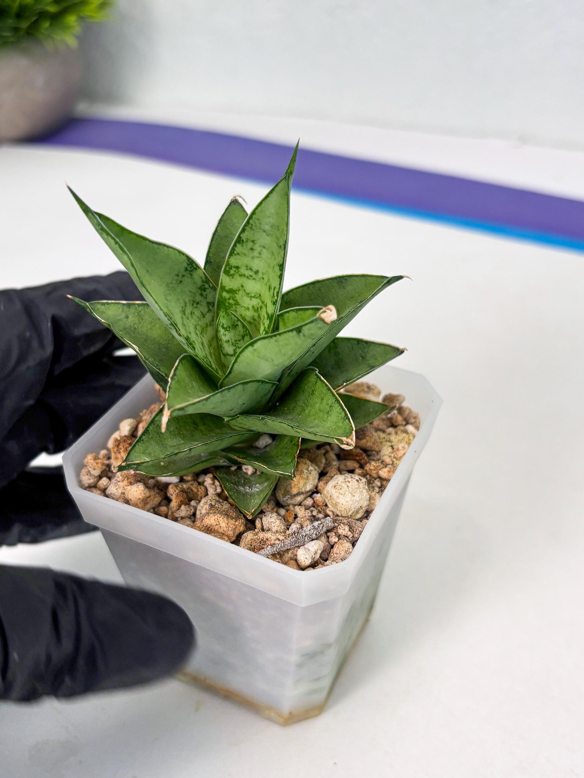 Sansevieria Silver Queen (ba4) (9) | Darf hybrid