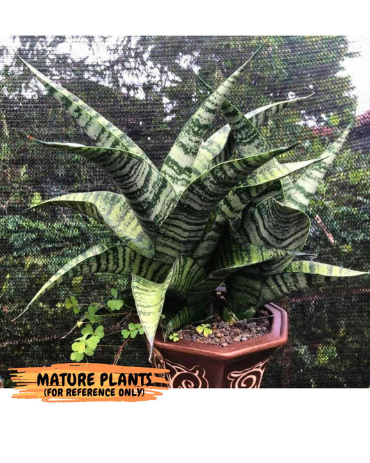 Sansevieria Spyder (ba4) (12) | rare Hybrid