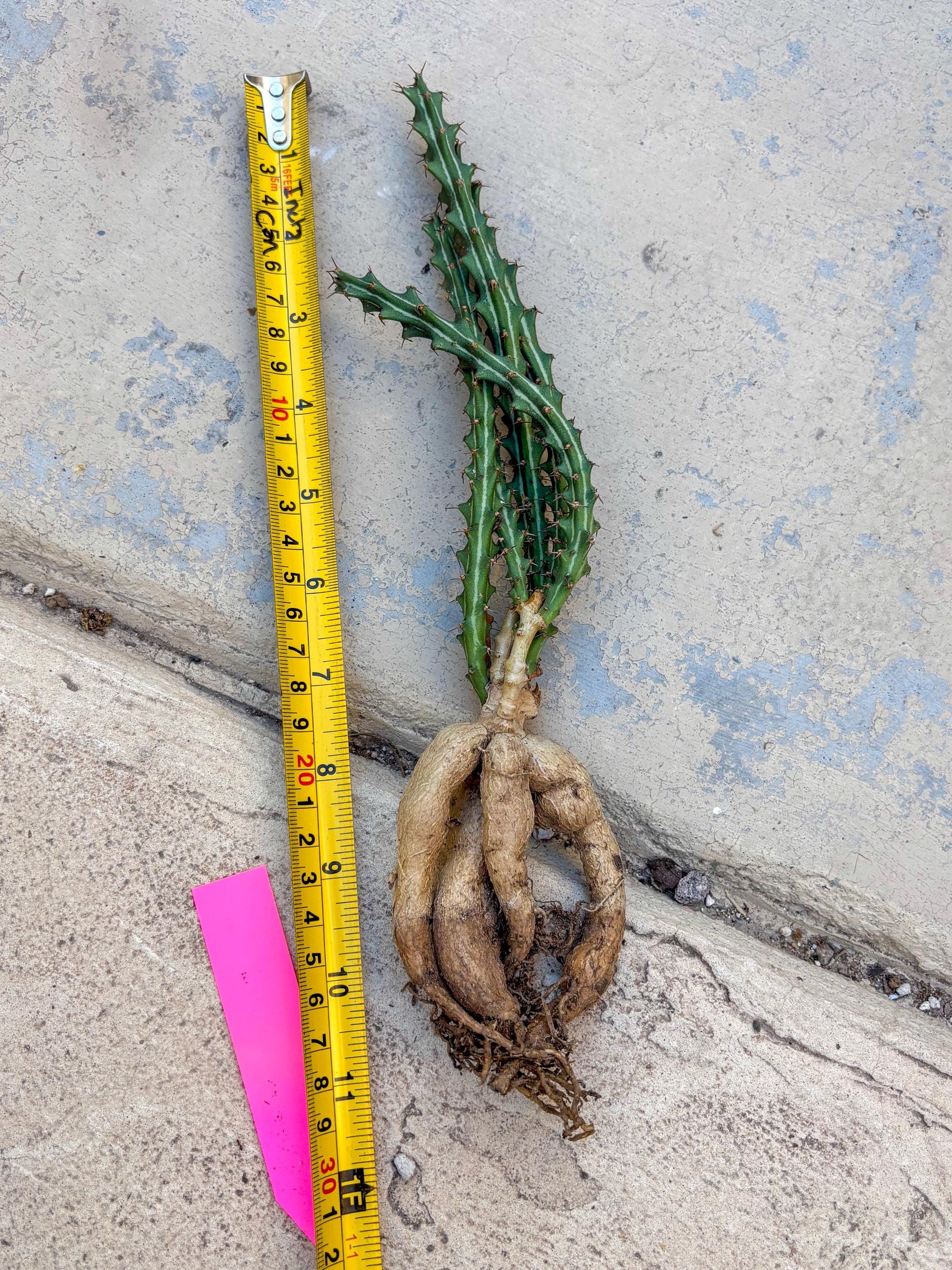 Euphorb knuthii (p) | Rare Cactus