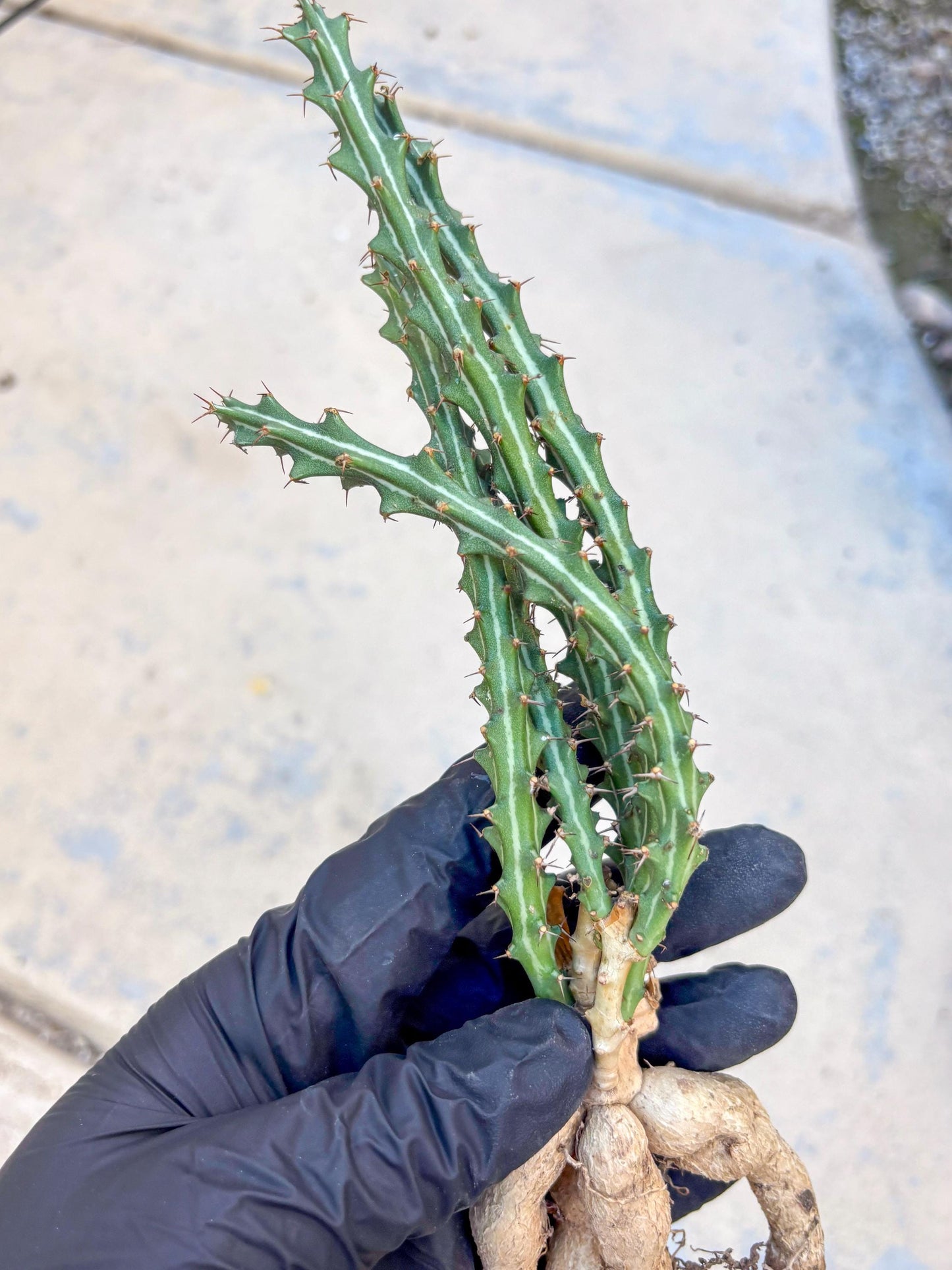 Euphorb knuthii (p) | Rare Cactus