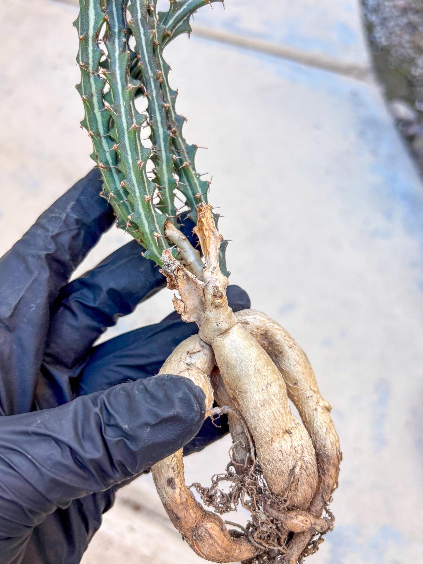 Euphorb knuthii (p) | Rare Cactus