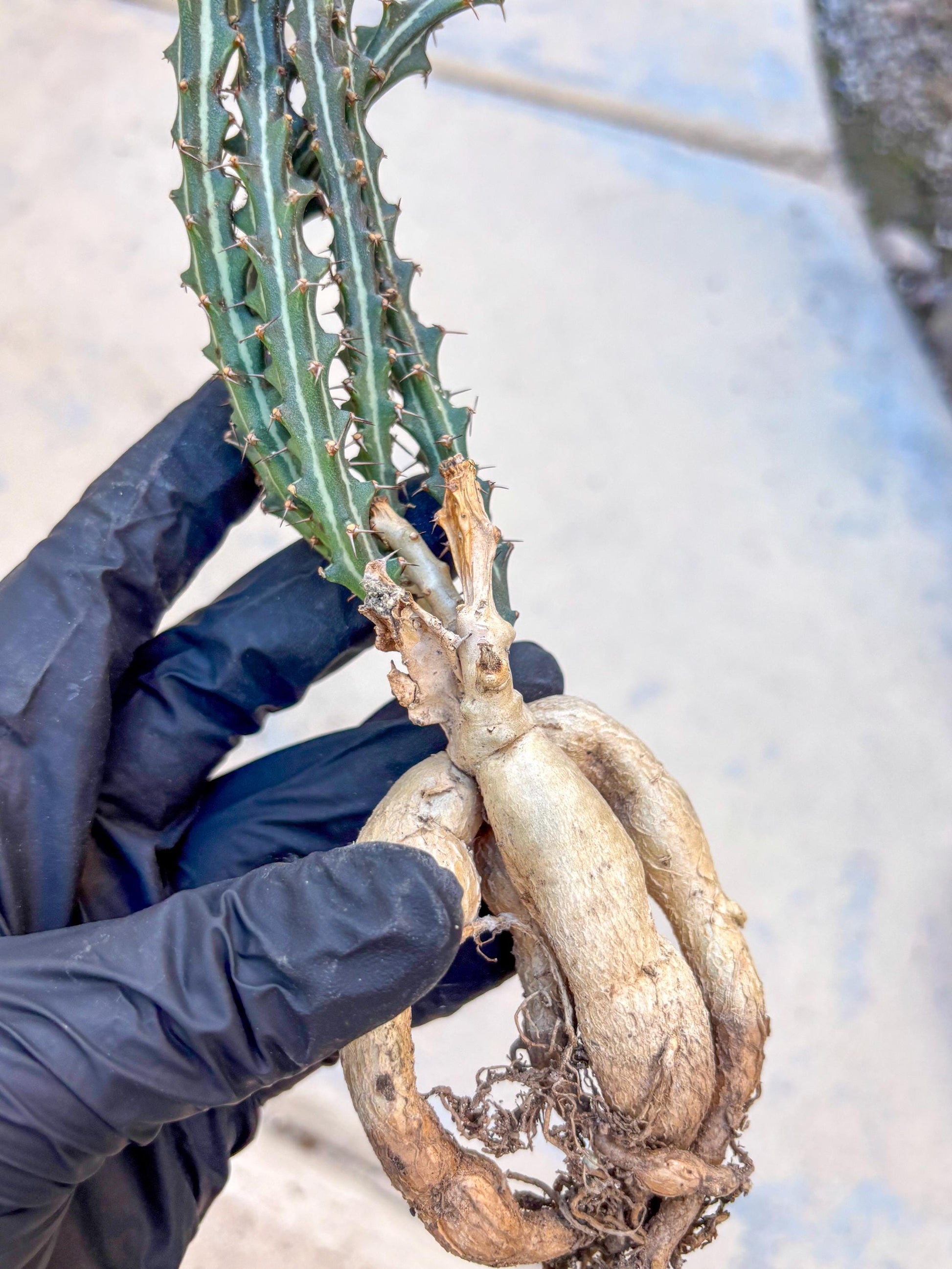 Euphorb knuthii (p) | Rare Cactus