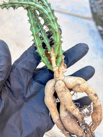 Euphorb knuthii (p) | Rare Cactus