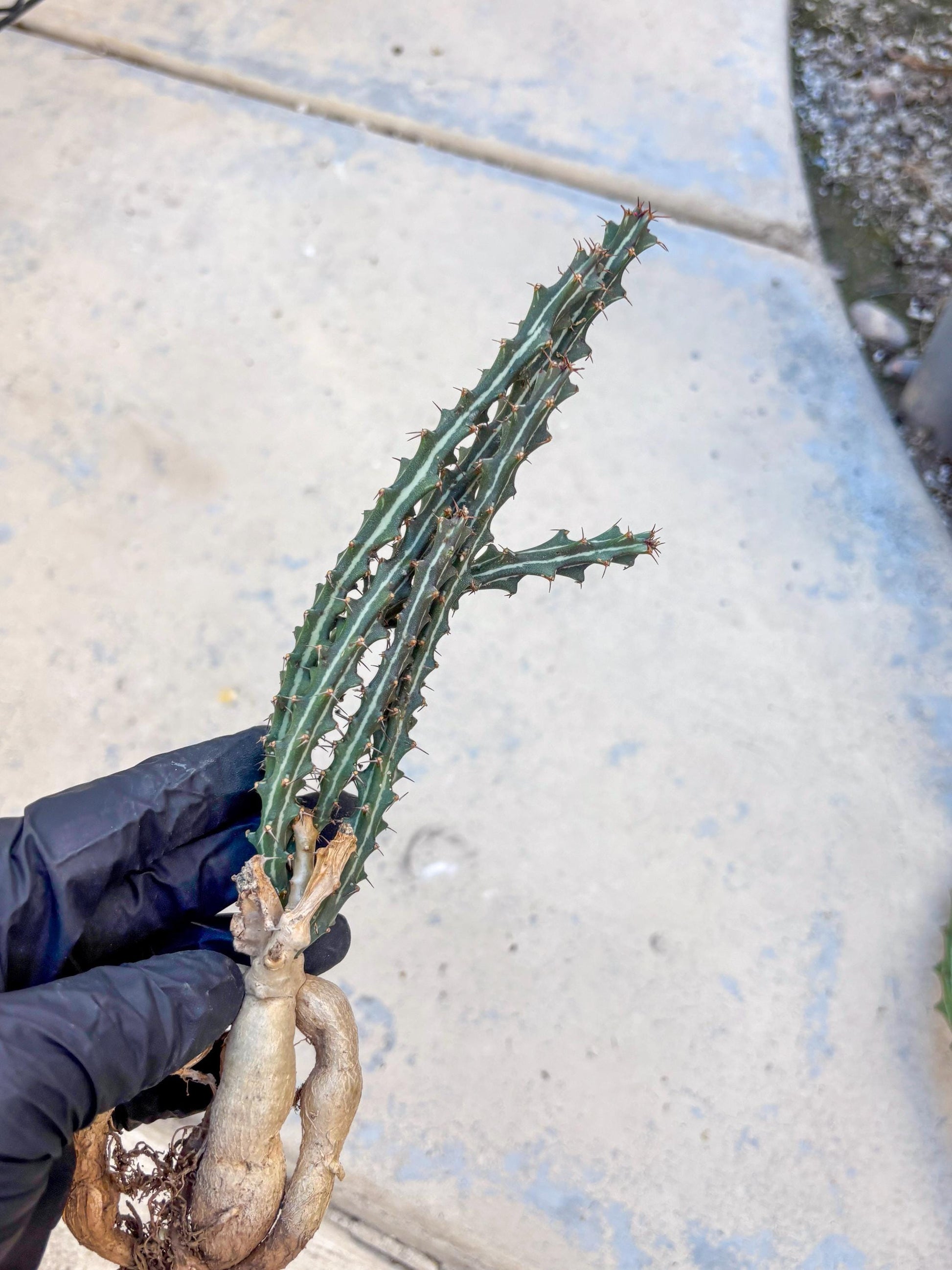 Euphorb knuthii (p) | Rare Cactus