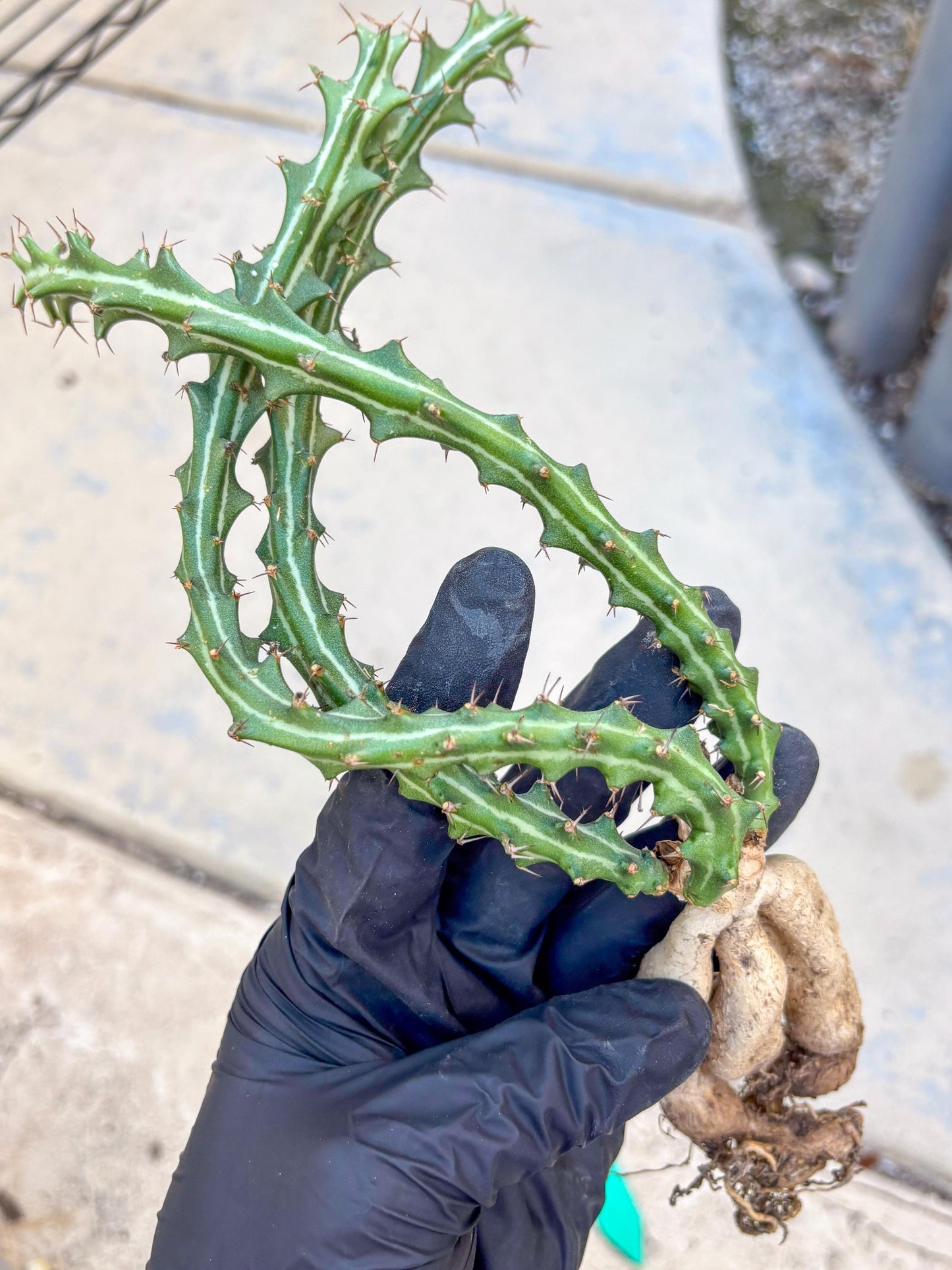 Euphorb knuthii (g) | Rare Cactus