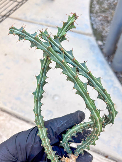 Euphorb knuthii (g) | Rare Cactus