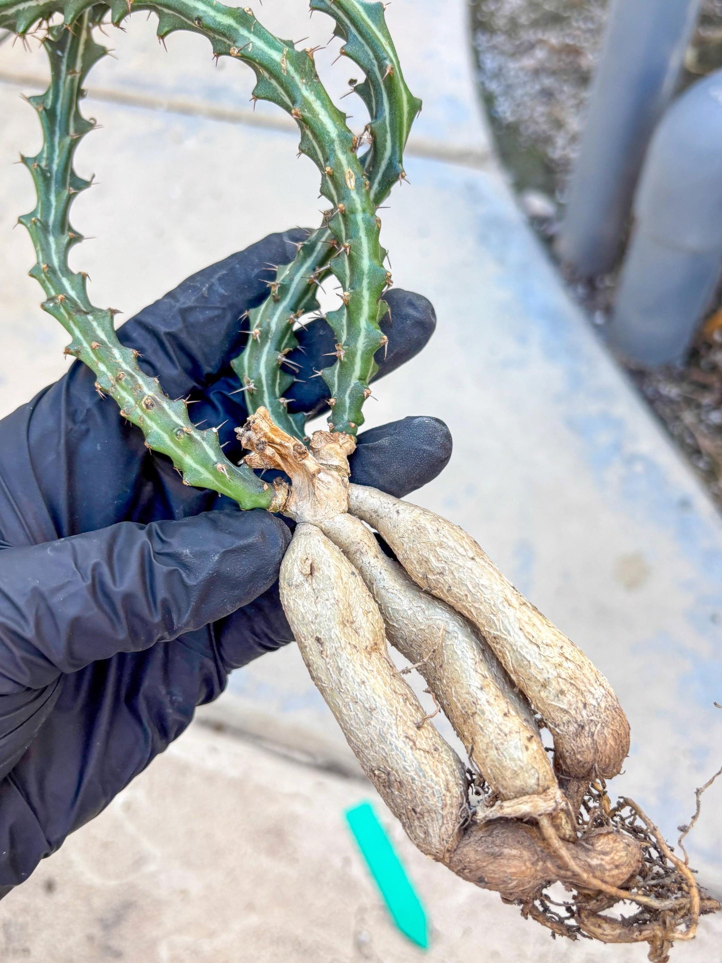 Euphorb knuthii (g) | Rare Cactus
