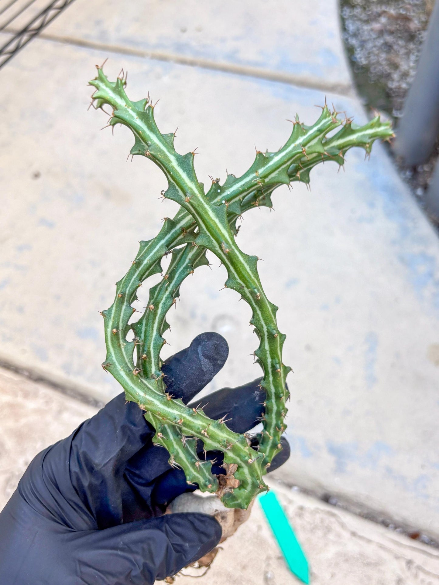 Euphorb knuthii (g) | Rare Cactus