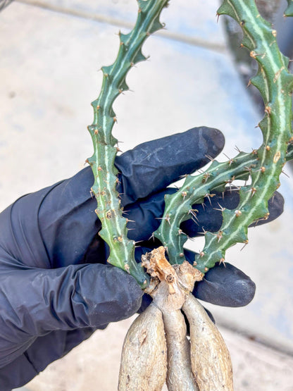 Euphorb knuthii (g) | Rare Cactus