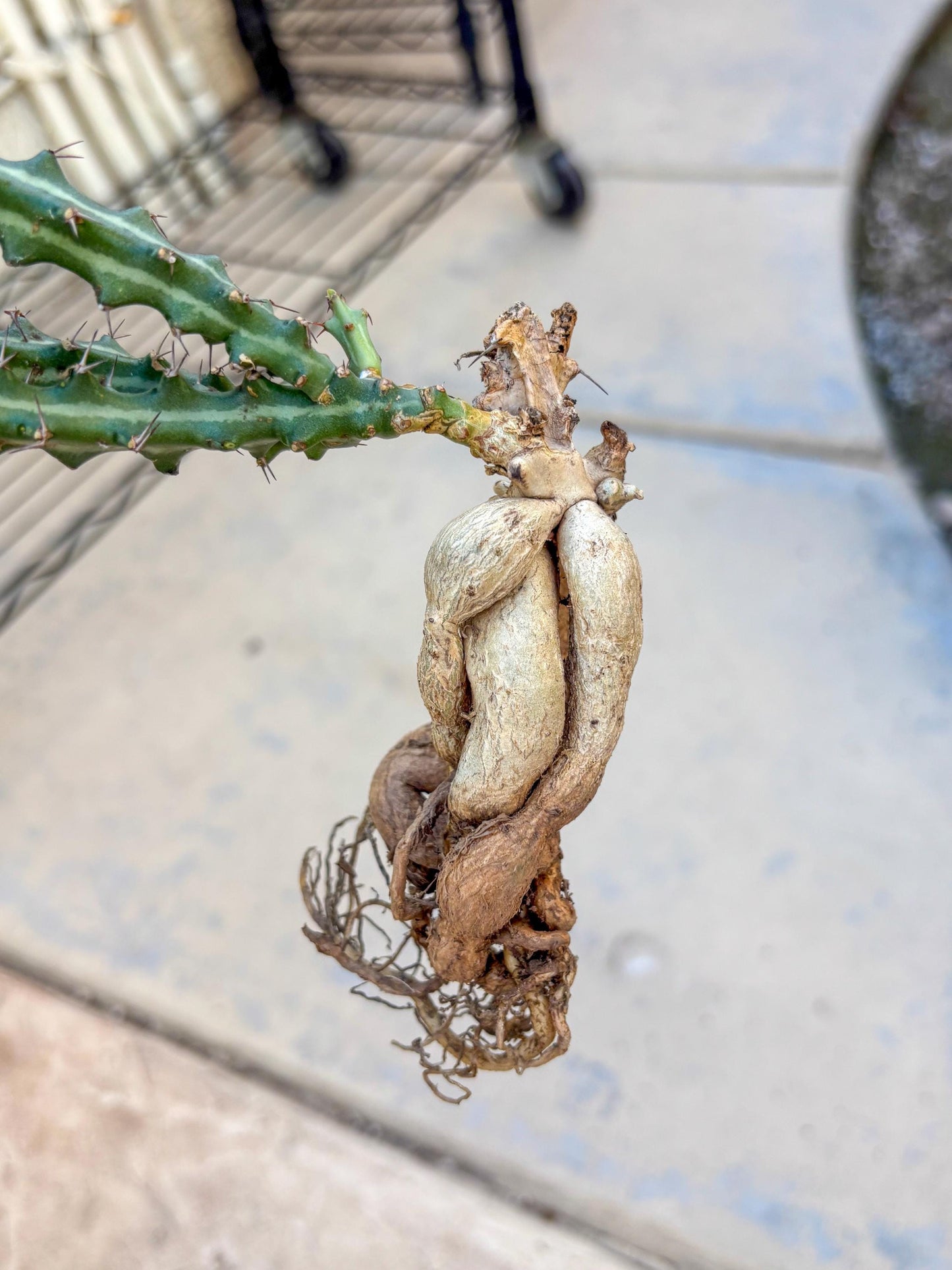 Euphorb knuthii (r) | Rare Cactus