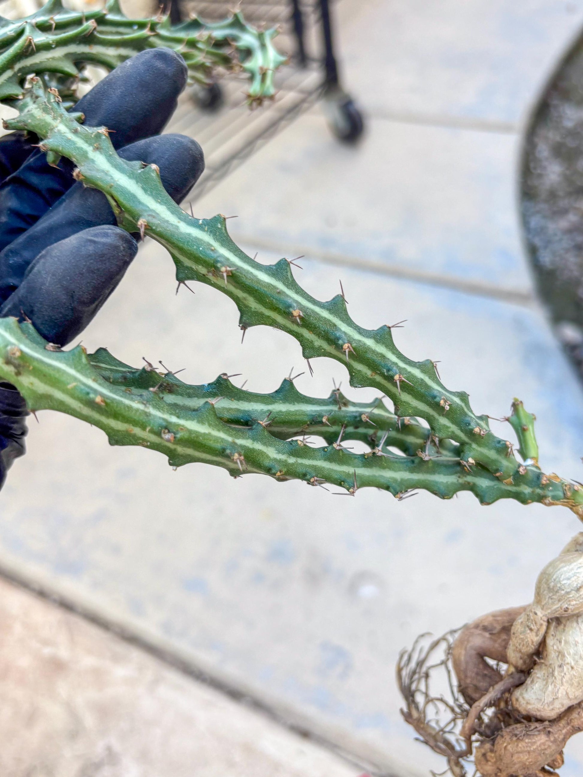 Euphorb knuthii (r) | Rare Cactus