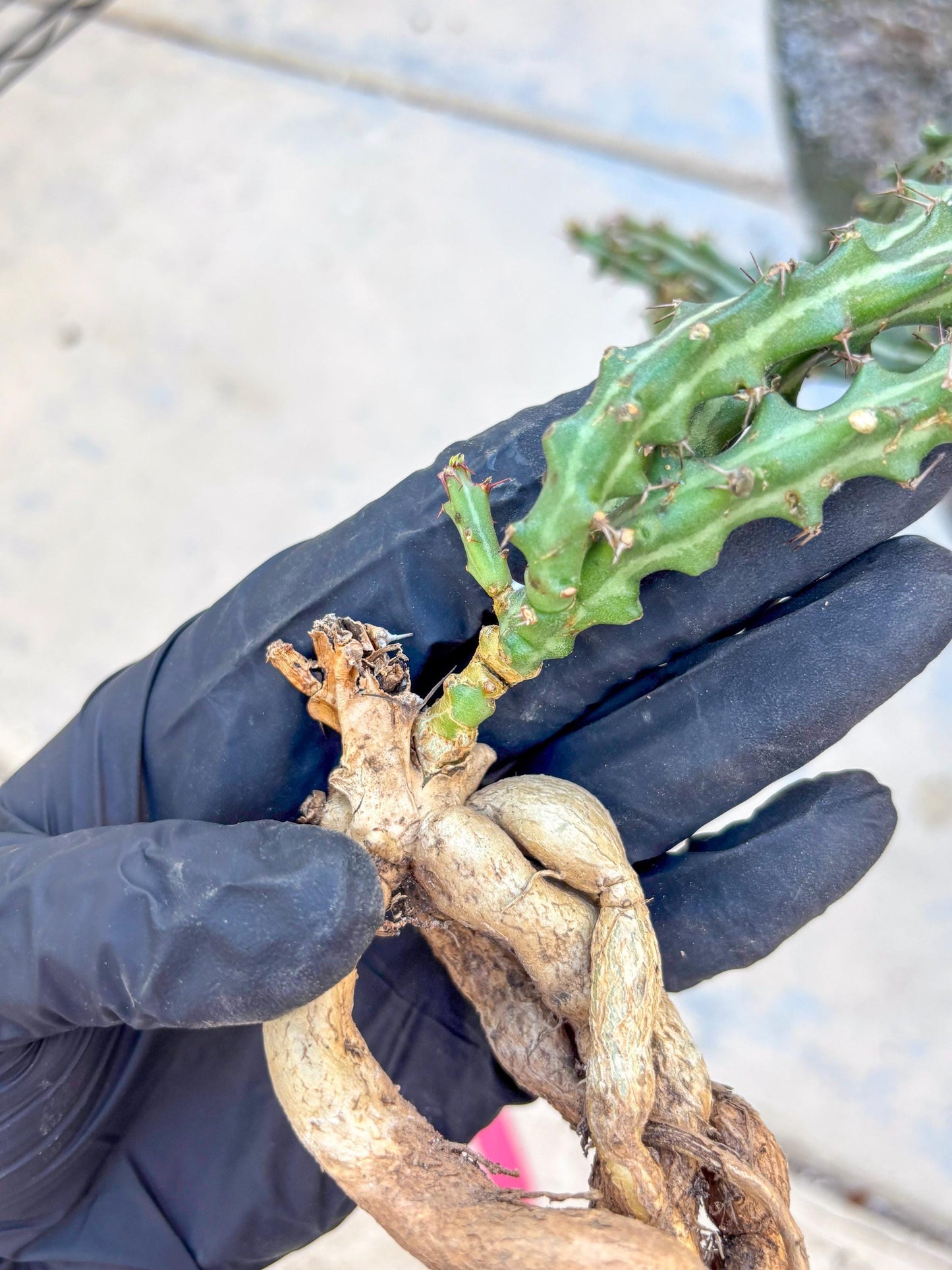 Euphorb knuthii (r) | Rare Cactus