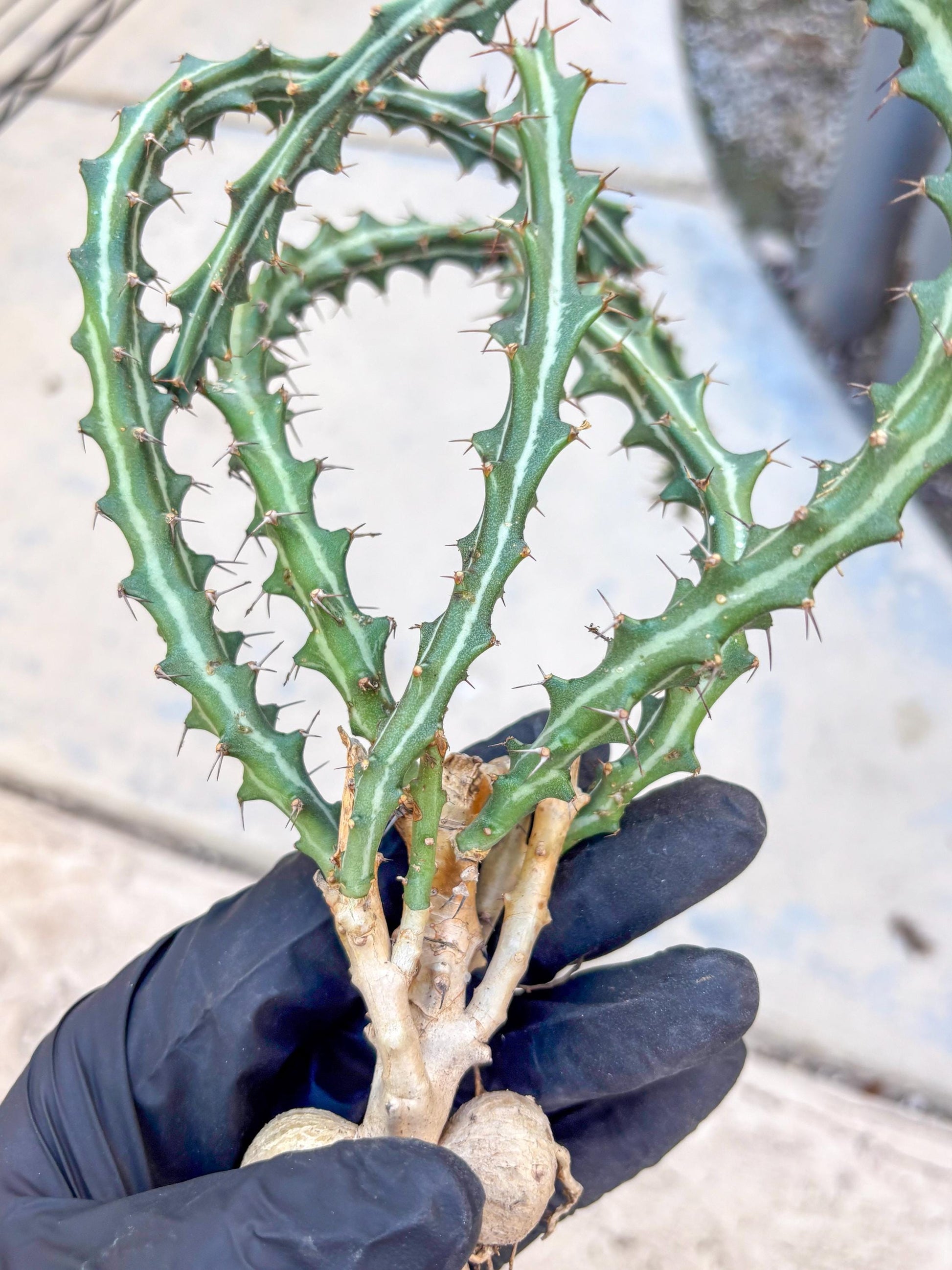 Euphorb knuthii (o) | Rare Cactus