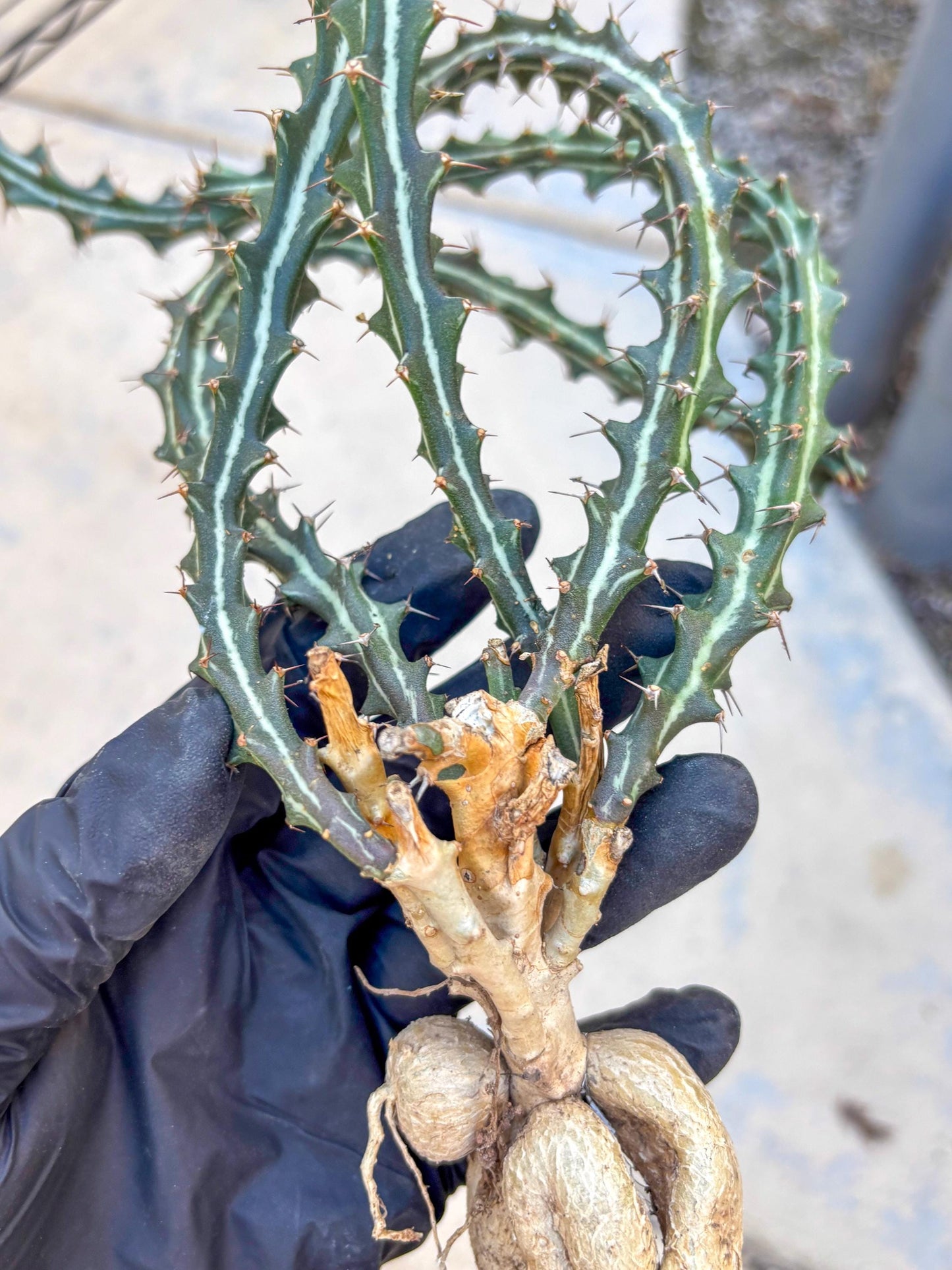 Euphorb knuthii (o) | Rare Cactus