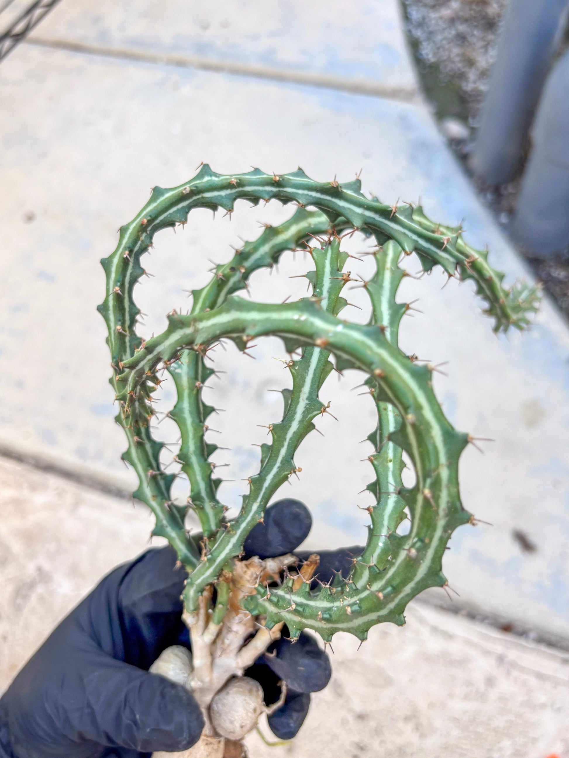 Euphorb knuthii (o) | Rare Cactus
