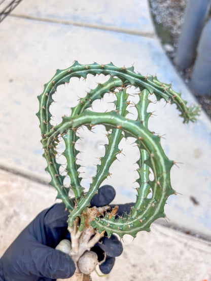 Euphorb knuthii (o) | Rare Cactus
