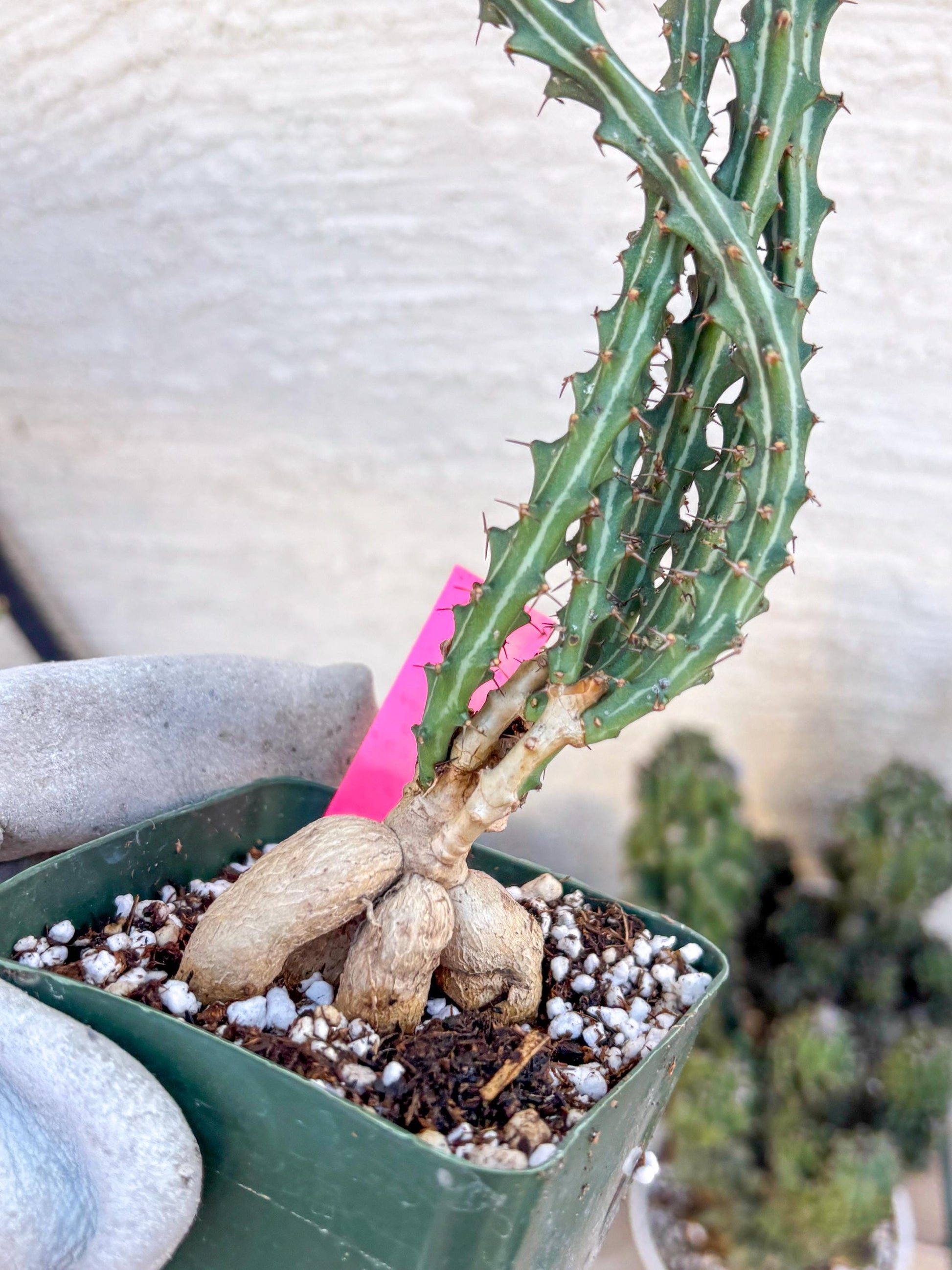 Euphorb knuthii (p) | Rare Cactus