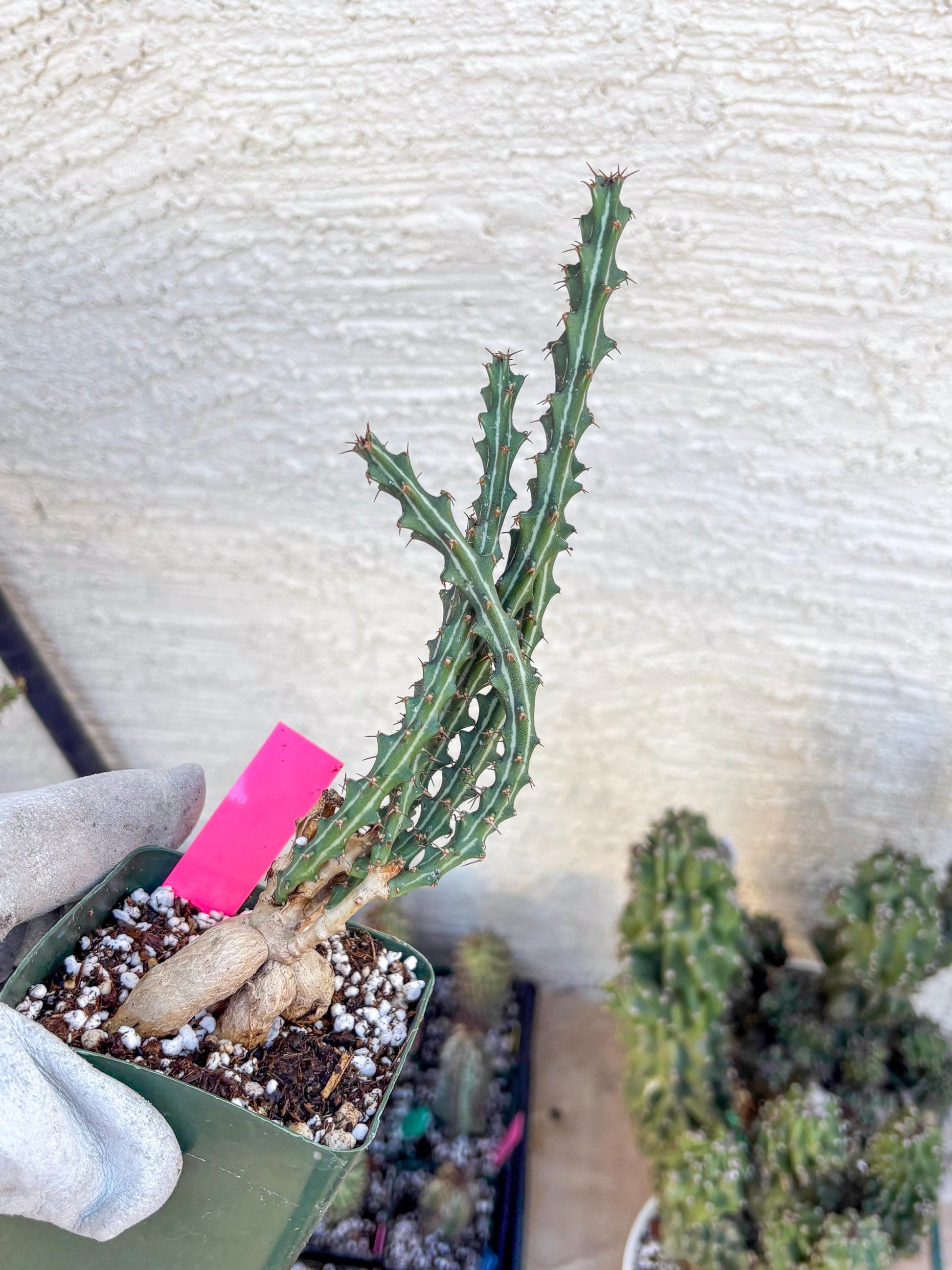 Euphorb knuthii (p) | Rare Cactus