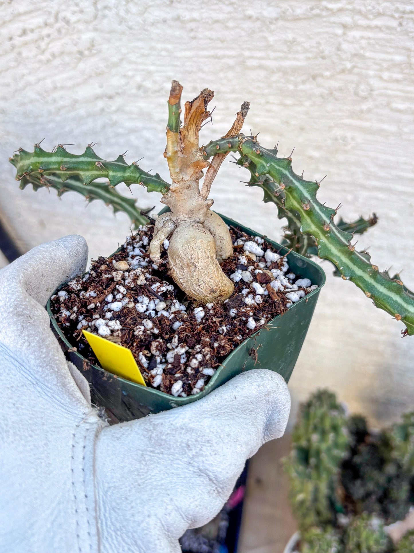 Euphorb knuthii (y) | Rare Cactus