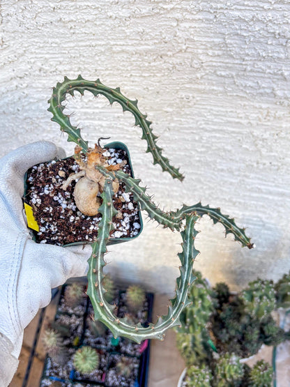 Euphorb knuthii (y) | Rare Cactus