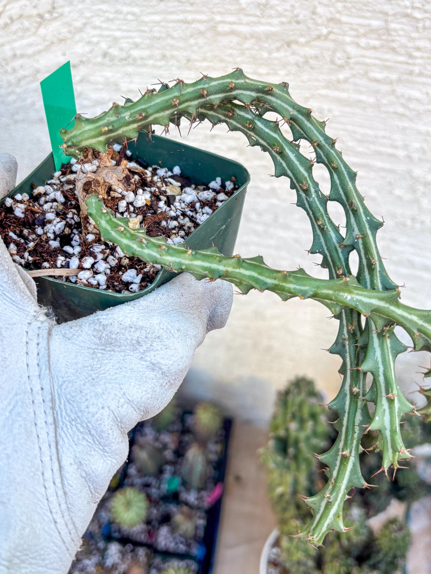 Euphorb knuthii (g) | Rare Cactus