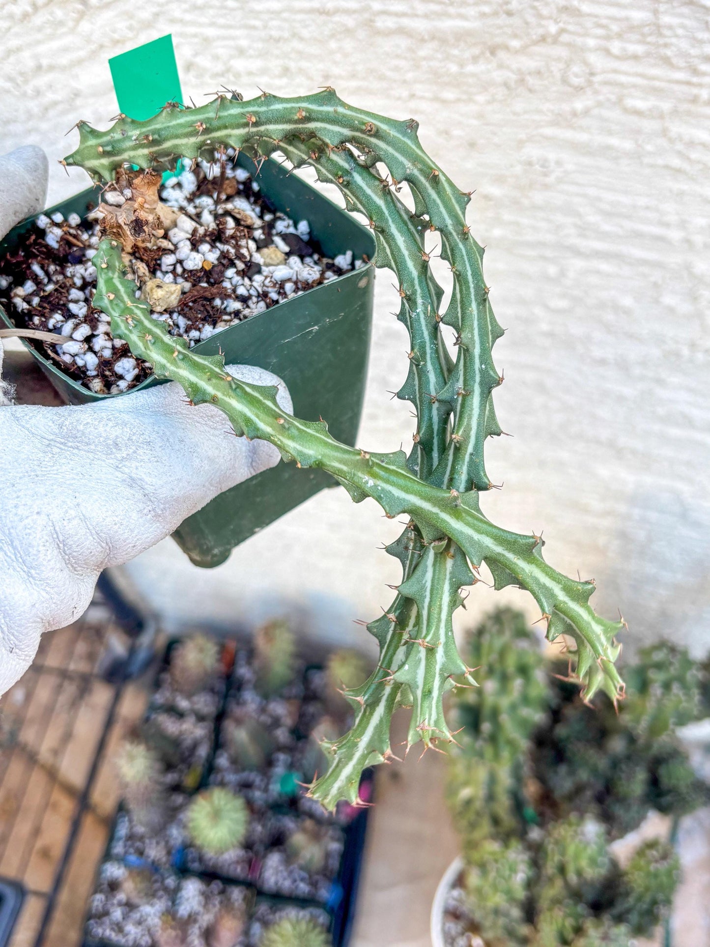 Euphorb knuthii (g) | Rare Cactus