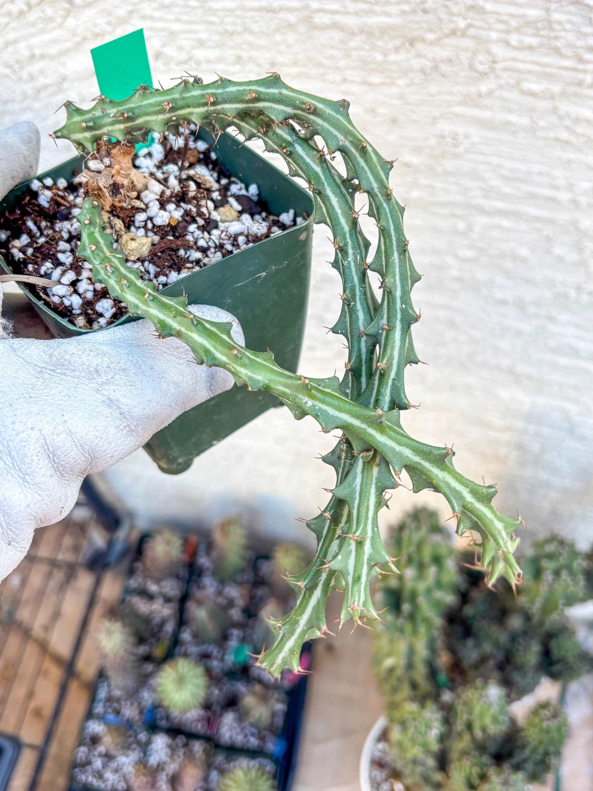 Euphorb knuthii (g) | Rare Cactus