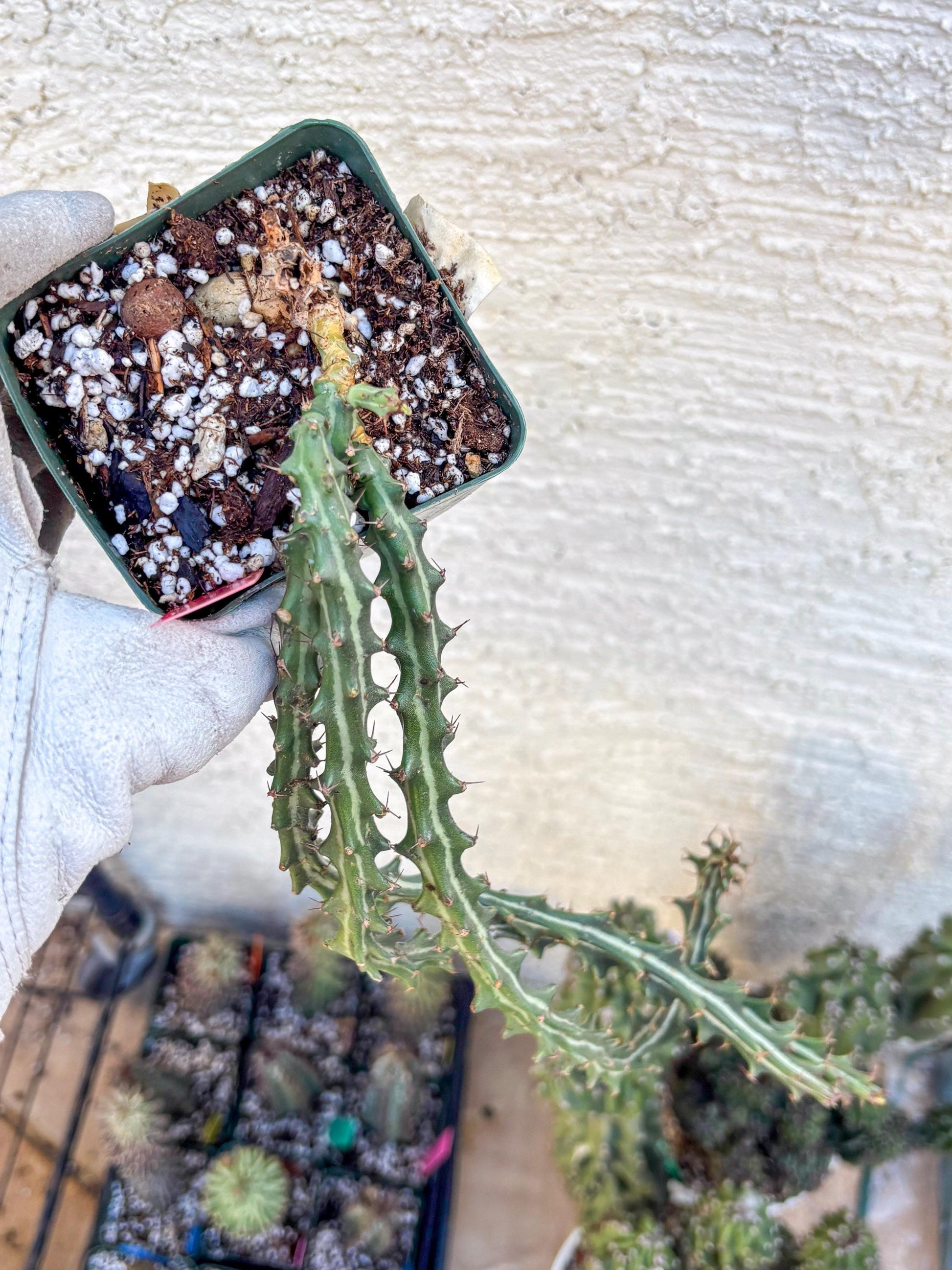 Euphorb knuthii (r) | Rare Cactus