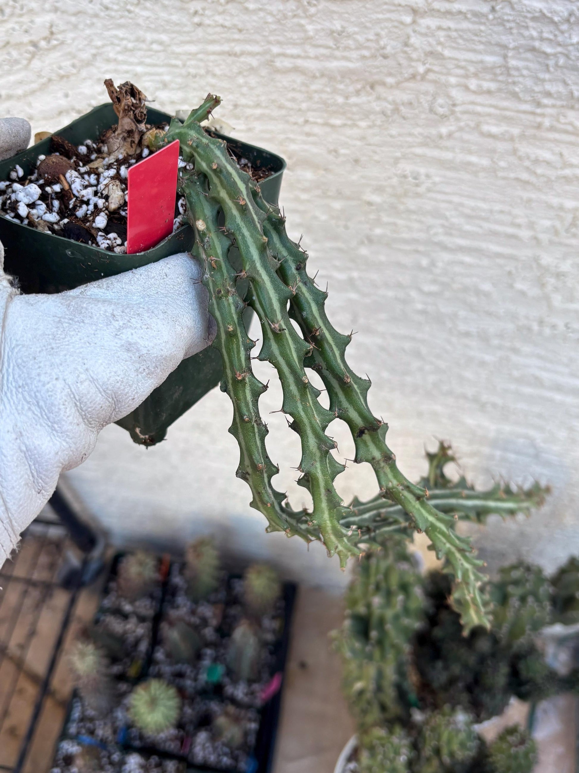 Euphorb knuthii (r) | Rare Cactus