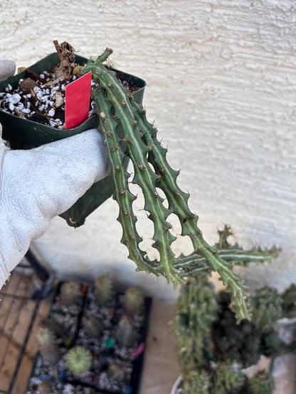 Euphorb knuthii (r) | Rare Cactus