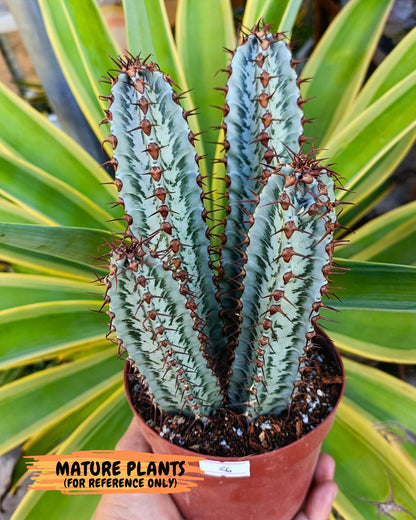 Euphorb Confinalis ssp. Rhodesia (bb) | Rare Succulent