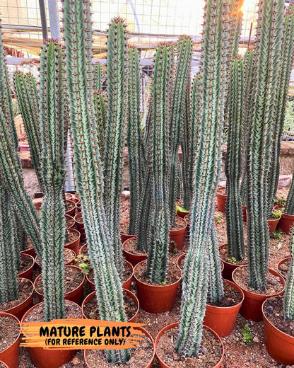 Euphorb Confinalis ssp. Rhodesia (bb) | Rare Succulent