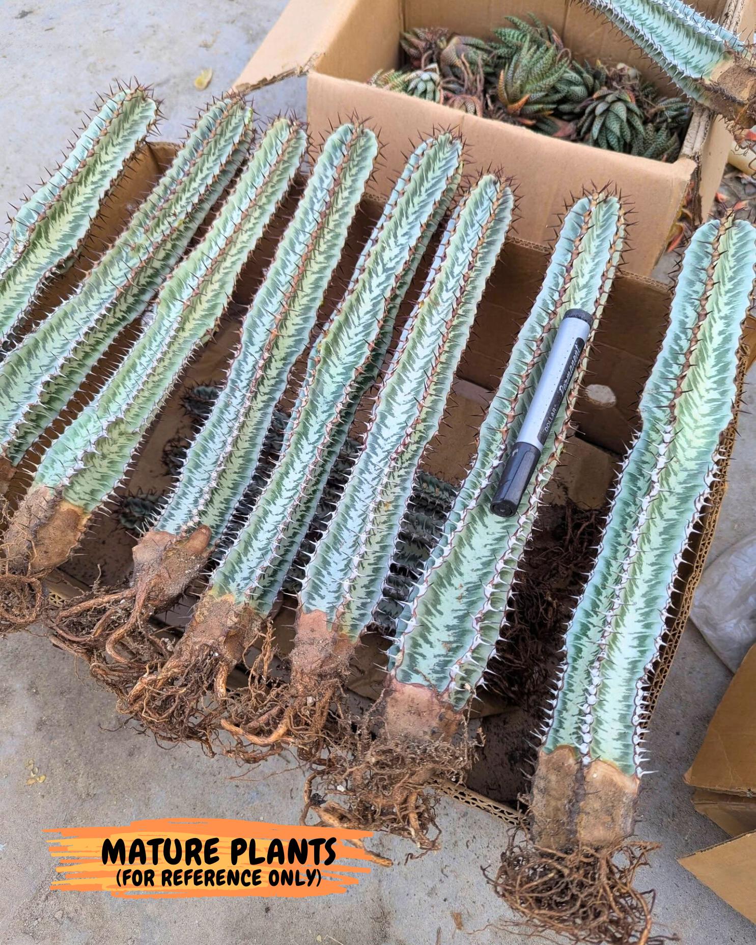Euphorb Confinalis ssp. Rhodesia (yy) | Rare Succulent