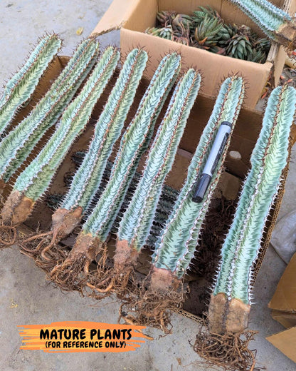 Euphorb Confinalis ssp. Rhodesia (bb) | Rare Succulent
