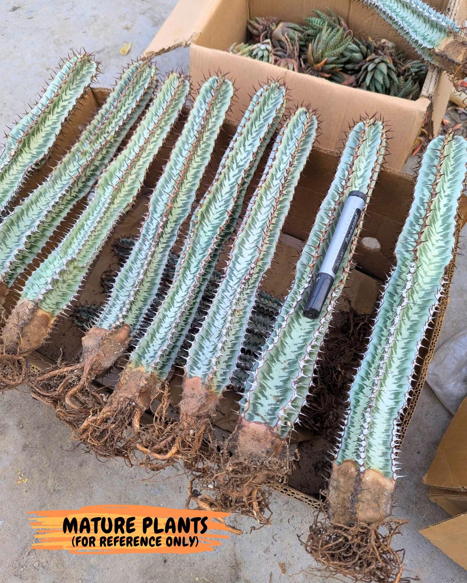 Euphorb Confinalis ssp. Rhodesia (rr) | Rare Succulent