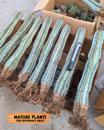Euphorb Confinalis ssp. Rhodesia (rr) | Rare Succulent