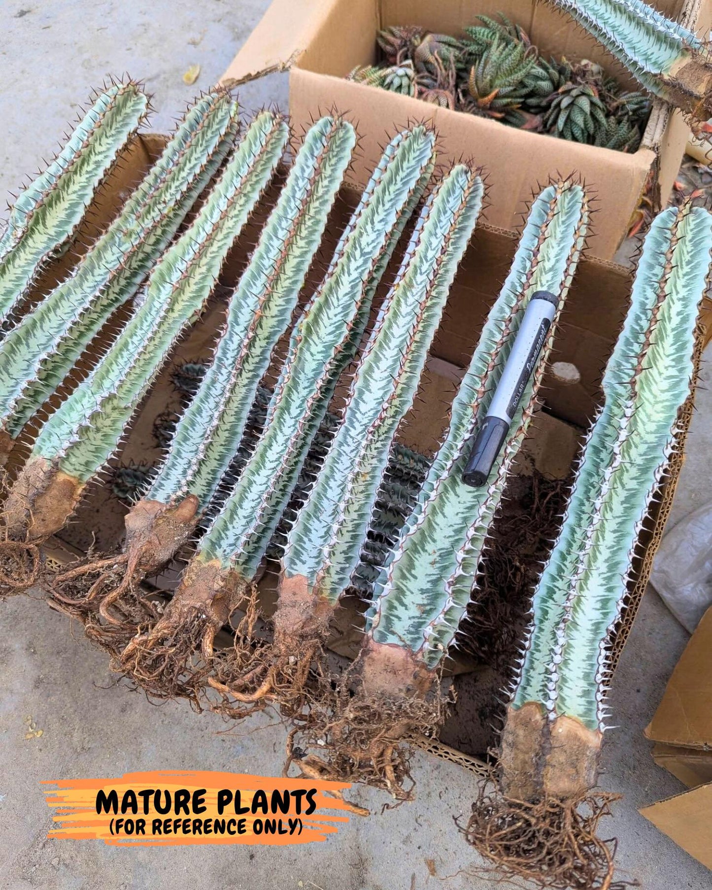 Euphorb Confinalis ssp. Rhodesia (002) | Rare Succulent