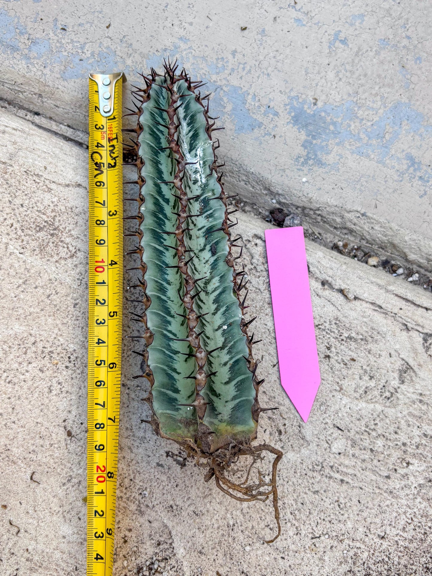 Euphorb Confinalis ssp. Rhodesia (p) | Rare Succulent
