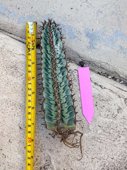 Euphorb Confinalis ssp. Rhodesia (p) | Rare Succulent