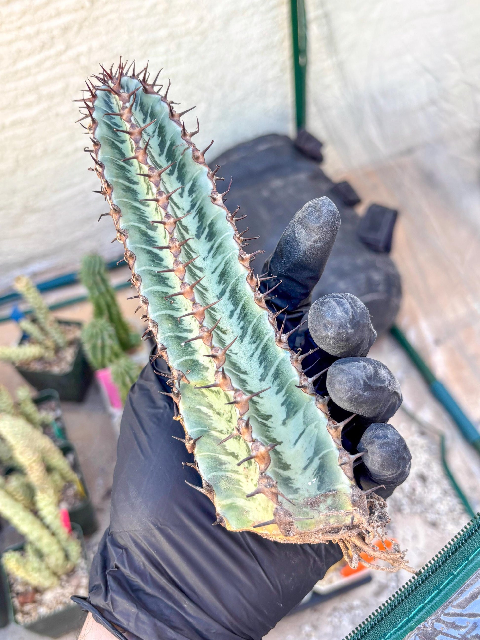Euphorb Confinalis ssp. Rhodesia (p) | Rare Succulent