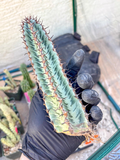 Euphorb Confinalis ssp. Rhodesia (p) | Rare Succulent