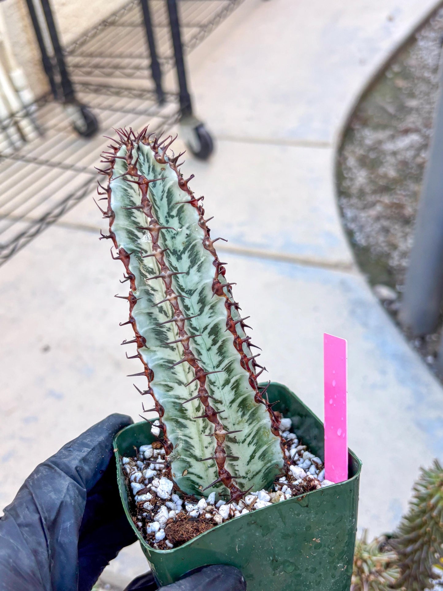 Euphorb Confinalis ssp. Rhodesia (p) | Rare Succulent
