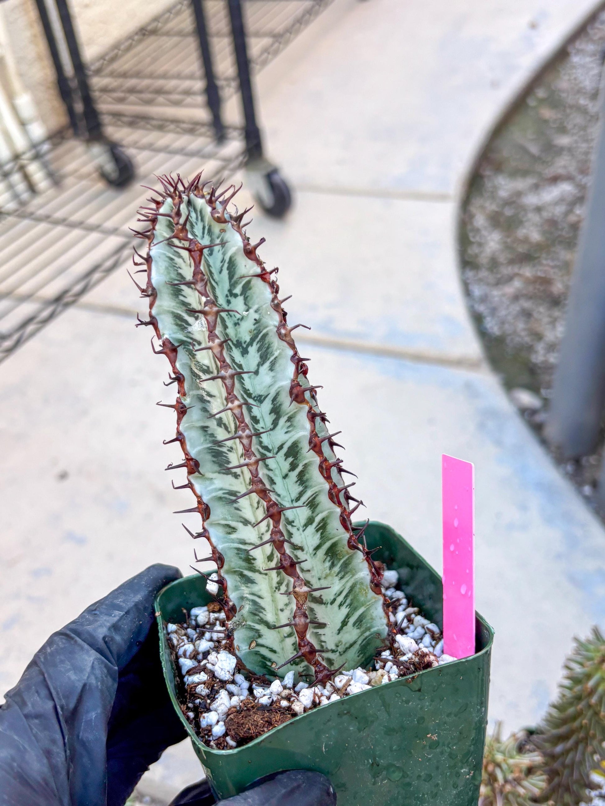 Euphorb Confinalis ssp. Rhodesia (p) | Rare Succulent