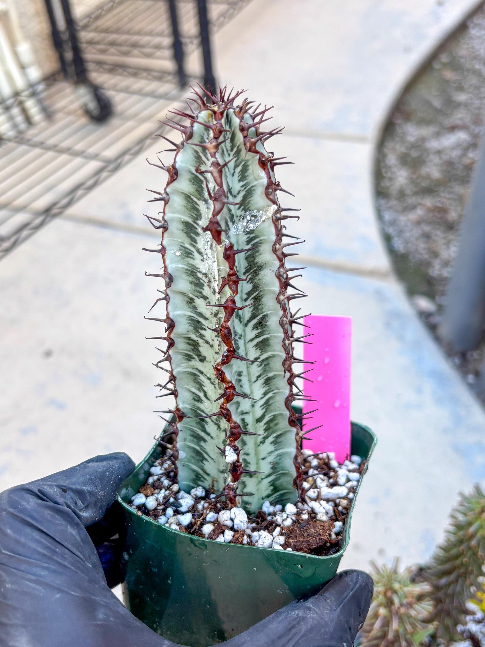 Euphorb Confinalis ssp. Rhodesia (p) | Rare Succulent