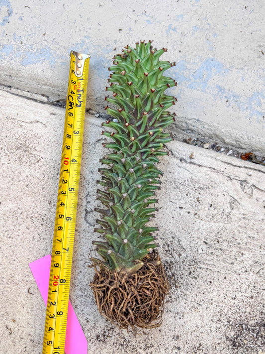 Monadenium Guentheri (p) | Rare Plants