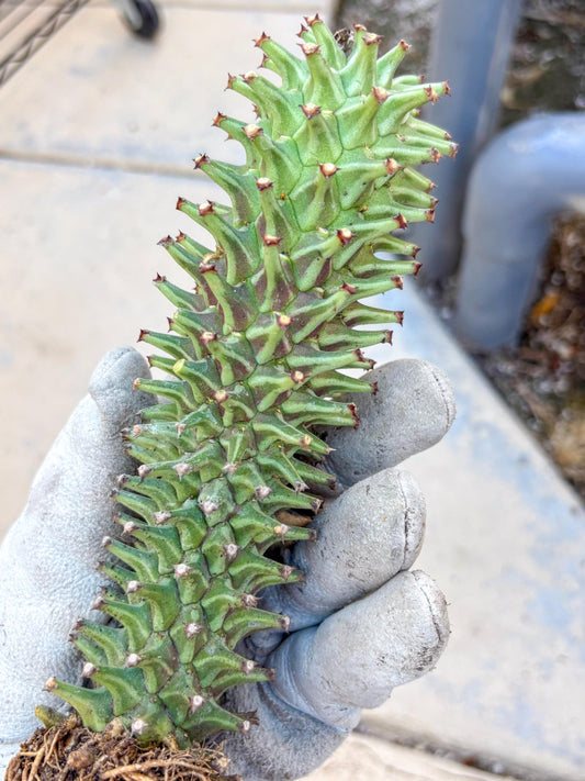 Monadenium Guentheri (p) | Rare Plants