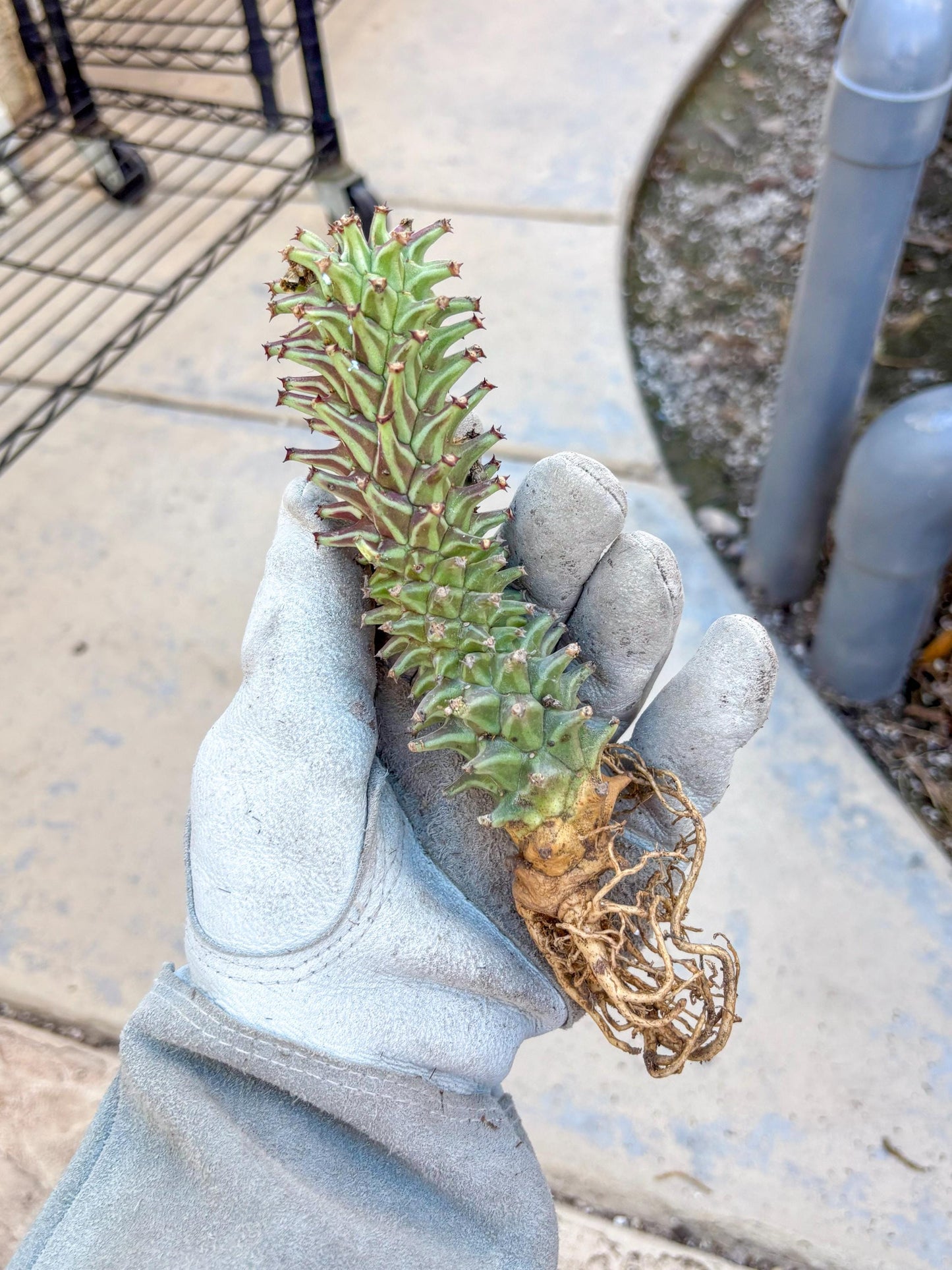 Monadenium Guentheri (o) | Rare Plants