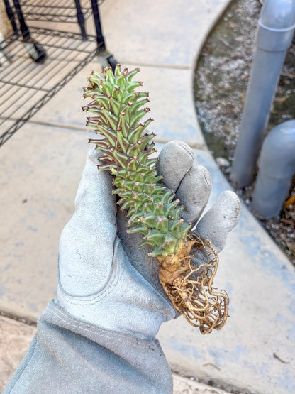 Monadenium Guentheri (o) | Rare Plants